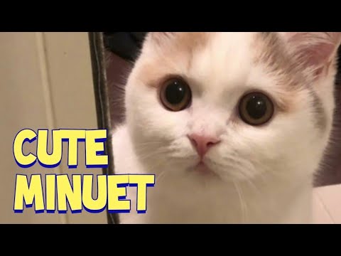 Sweet Minuet Cat Shirasu : Gato Minuet