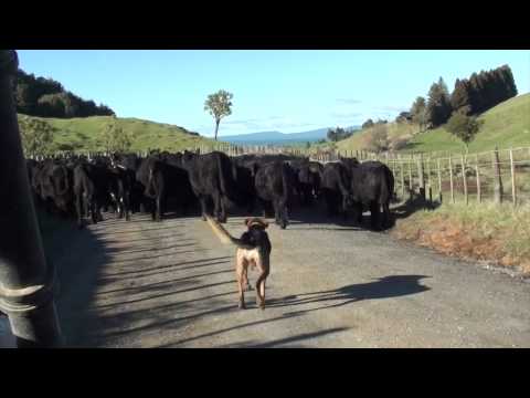 New Zealand herding