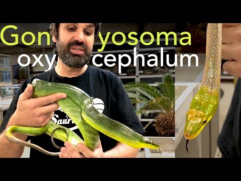 Magnifiques couleuvres asiatiques - Gonyosoma oxycephalum