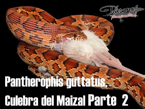 Pantherophis guttatus Elaphe guttata Culebra del Maizal Culebra del maiz Parte 02