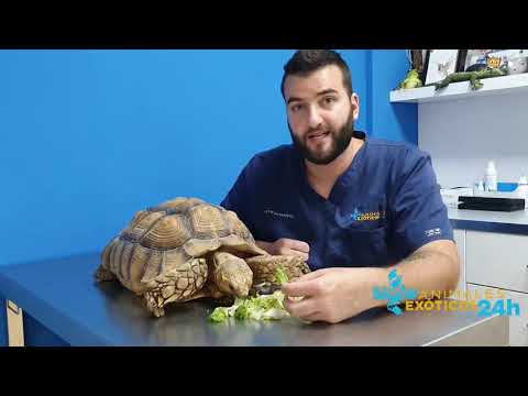 Revisión de tortuga Sulcata de 30 años. Animales exóticos 24h