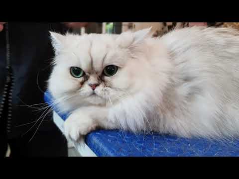 Persian Chinchilla Cat Grooming