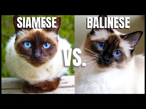 Siamese Cat VS. Balinese Cat