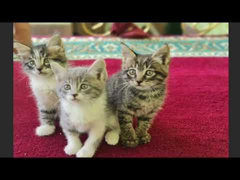 Asian Semi longhair Cat Compilation and Mix