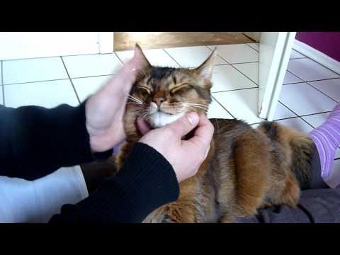 Muffin - The Somali Cat - My daily grooming