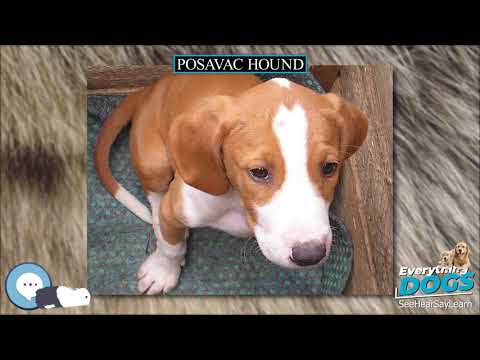 Posavac Hound 🐶🐾 Everything Dog Breeds 🐾🐶