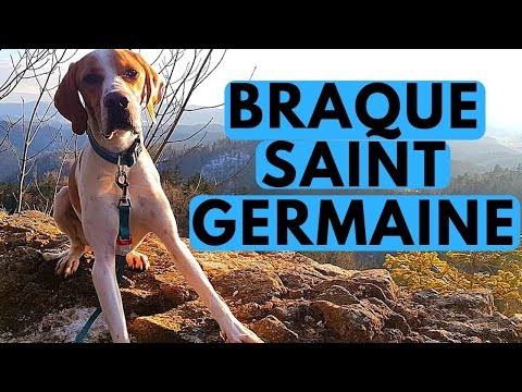 Saint Germain Pointer Dog Breed - Braque Saint Germain