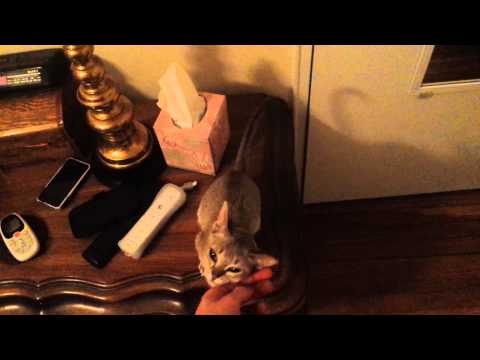Lily Before Bedtime - Baby Singapura Kitten Talking (Smallest Cat Breed)