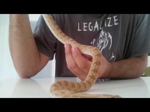 Diadem rat snake - Spalerosophis diadema cliffordi