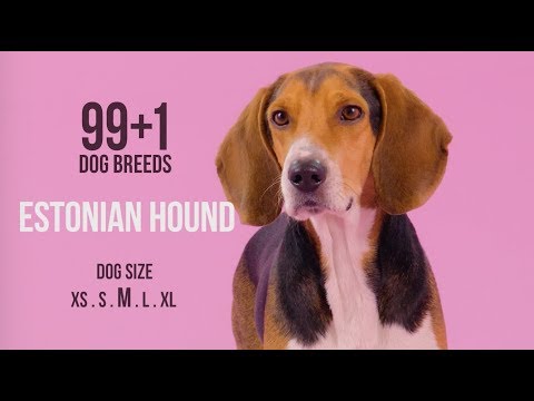 Estonian Hound / 99+1 Dog Breeds