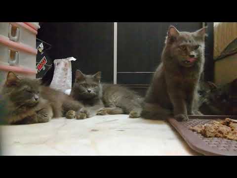 the nebelung cat family.