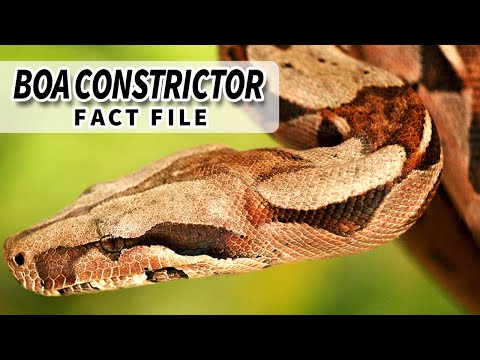 Boa Constrictor Facts: the Red Tailed Boa facts 🐍 | Animal Fact Files