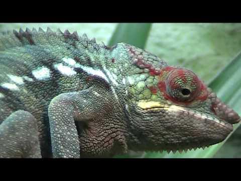Chamaeleon vivarium for Furcifer pardalis
