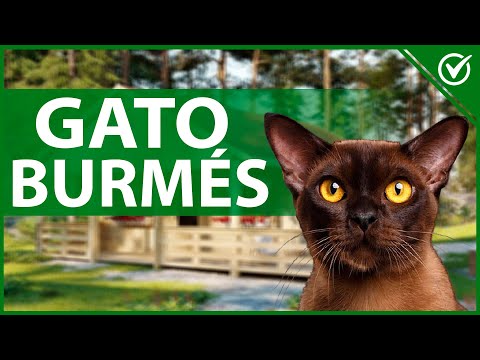 🐱 Gato Burmés - Características, Comportamiento y Origen 🐱