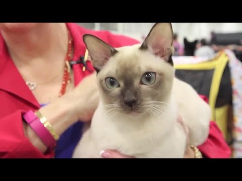 Meet the Tonkinese Cat Breed