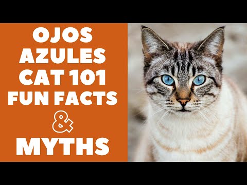 Ojos Azules Cats 101 : Fun Facts &amp; Myths
