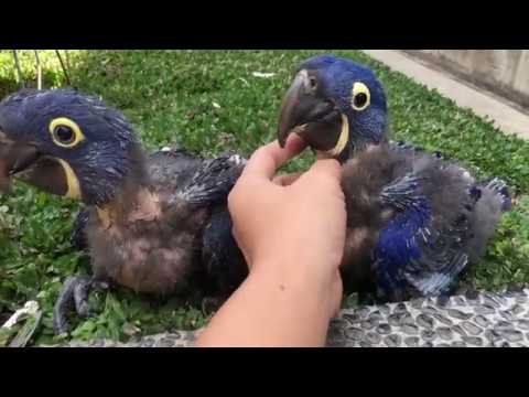 Hyacinth Macaw - Guacamayo Azul