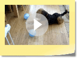 Airedale terrier Balloon play
