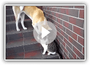 Akita Inu playing with cat