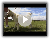Dogs 101 - Akita Inu