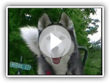 Siberian Husky läuft mit Fahrrad! Springer Bike mit Ihrem Hund