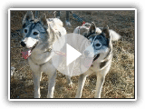Der Siberian Husky