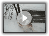 Sami foxhound américain