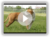 American Staffordshire Terrier