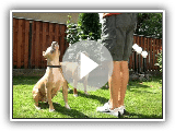 american staffordshire terrier play -madjoker kennel