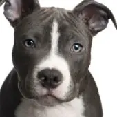 American PitBull Terrier