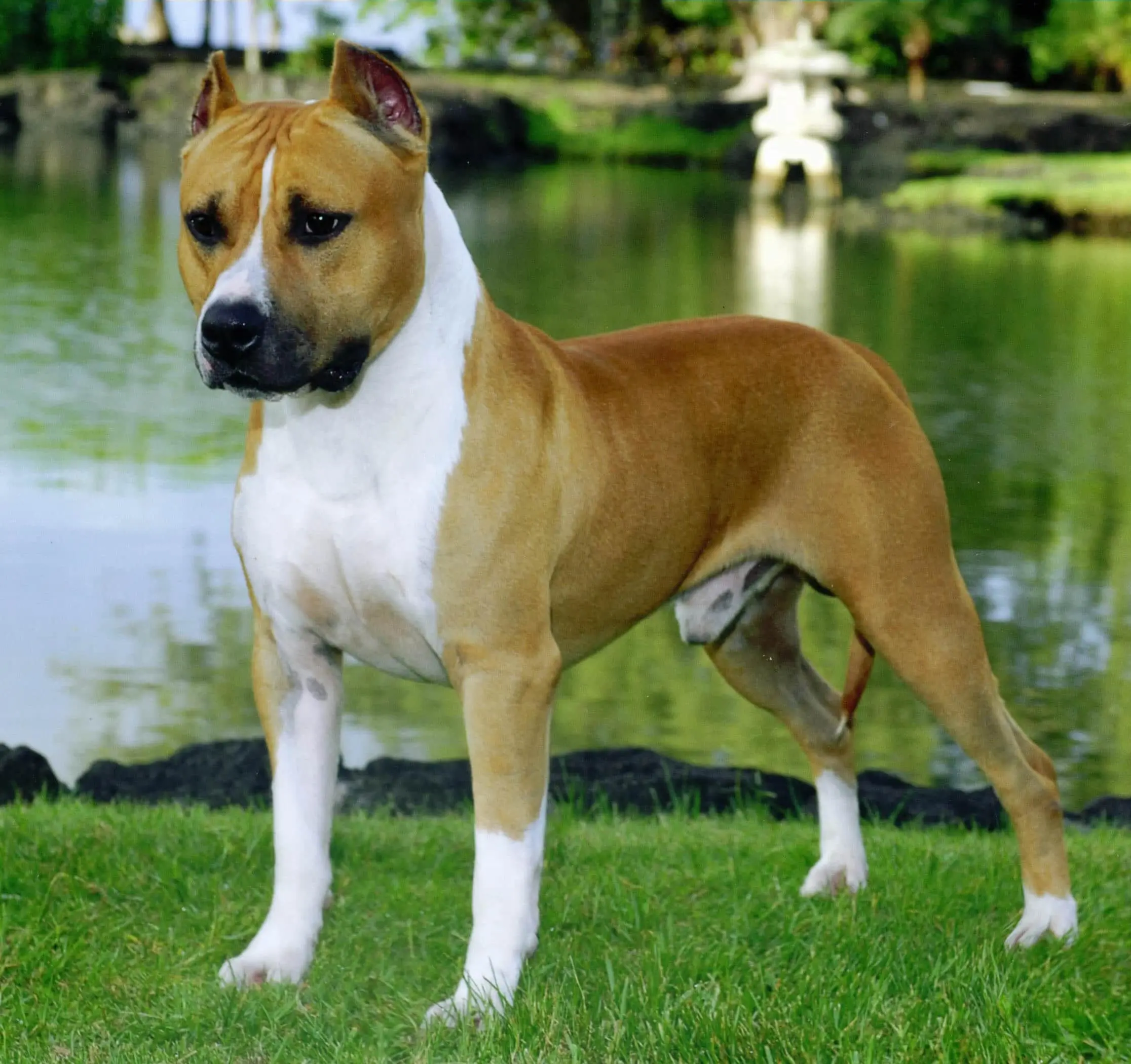 American Staffordshire Terrier