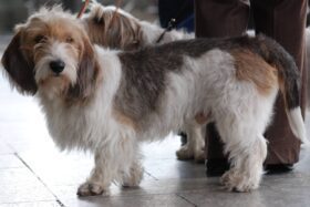 Basset Grifón Vandeano pequeño