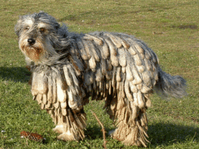 Bergamasco