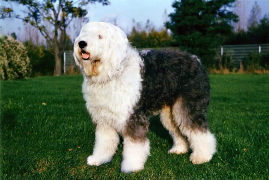 Sheepdog Inglês Velho (bobtail) Imagem de Stock - Imagem de bobo, isolado:  14317501