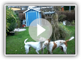 Podenco d'Ibiza