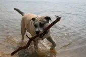 Majorca Mastiff