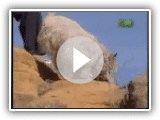 Raça tudo sobre ele - Cairn Terrier