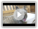 Cairn Terrier's 1st Puppy Birth (em HD)