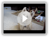 Pavlov o Cairn Terrier curioso sobre uma coisa ou melhor. Não sei bem o que, Francamente
