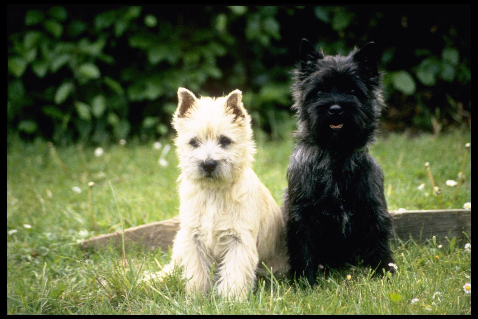 Cairn - Characteristics character - breeds