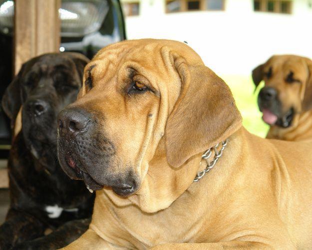 Fila Brasileiro - Molosoides do tipo buldogue - Cães brasileiros