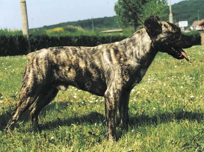 Gespierd Normaal Lengtegraad Saint Miguel Cattle Dog - Molossoid - Dog breeds from Portugal