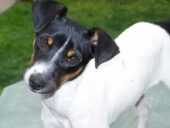 Fox Terrier Chileno