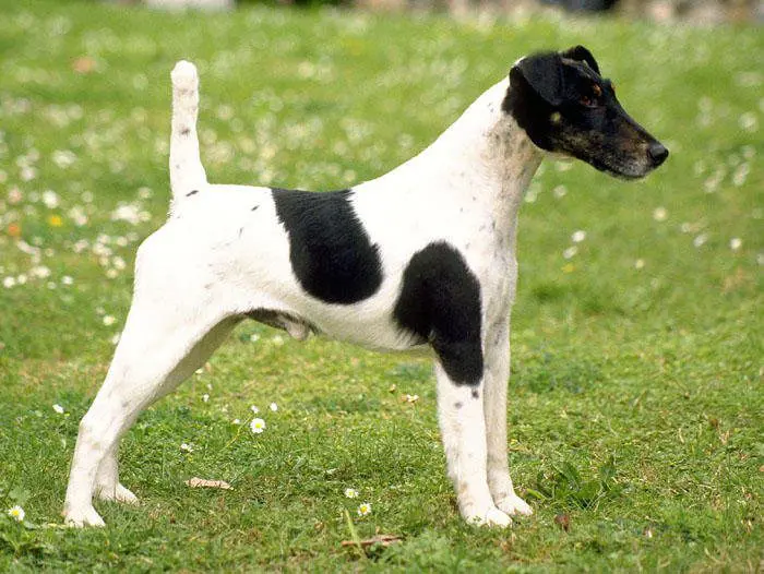Fox Terrier De Pelo Liso Terriers De Medio E Grande Porte Reino Unido
