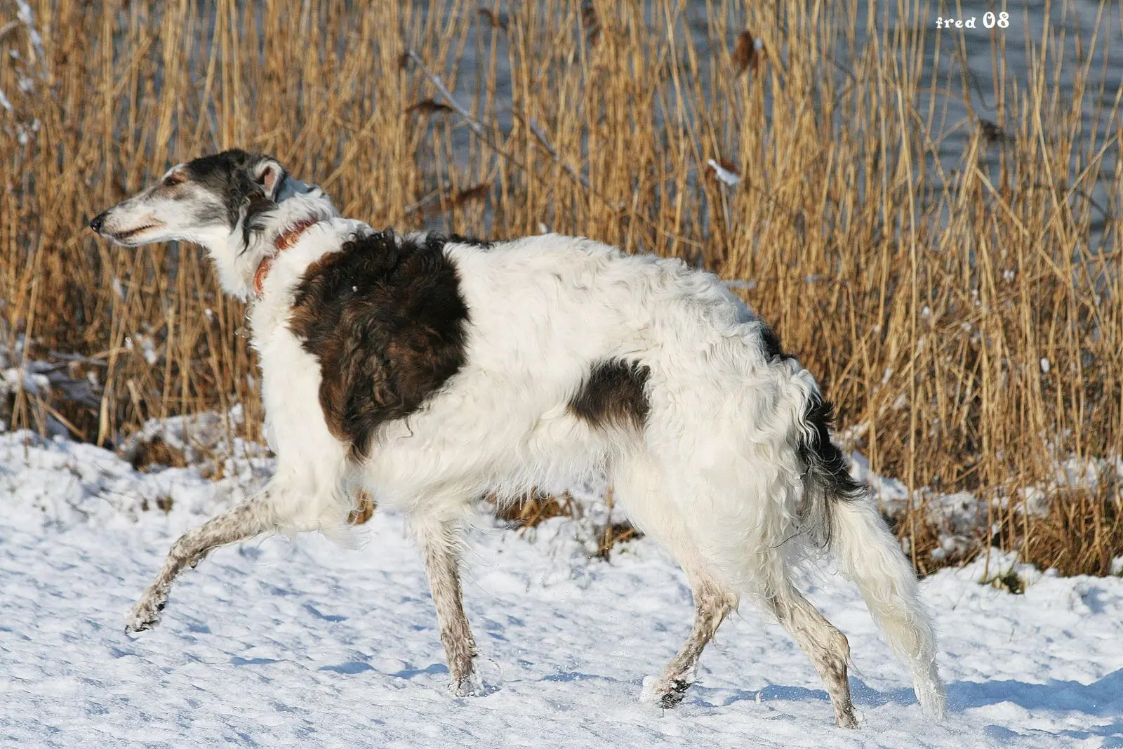 Sighthound hunting sales