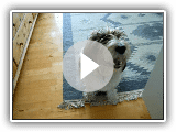 petit basset griffon vendeen (Jasper) video_2