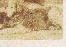 Wavy Coated Terrier