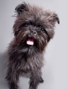 Affenpinscher