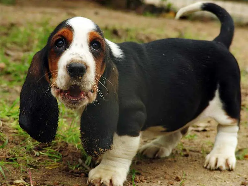 Basset Hound - Characteristics and character Dogs breeds