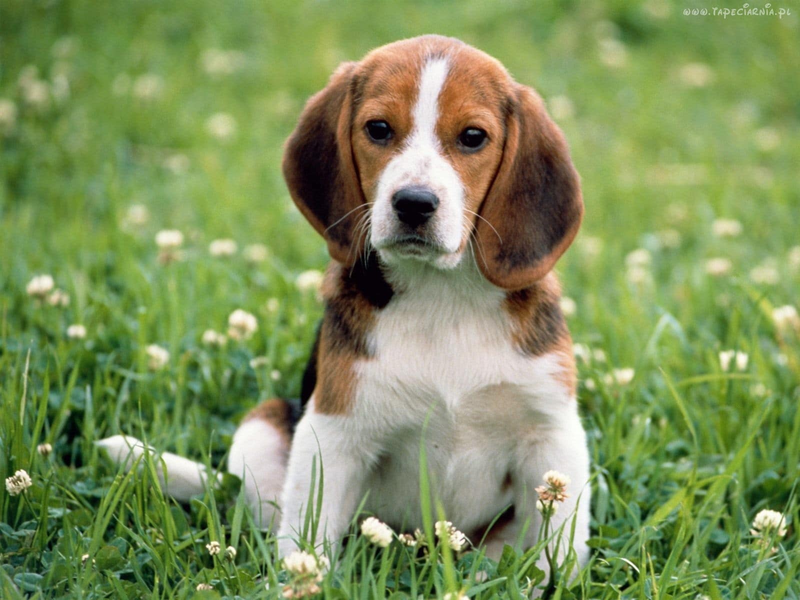Beagle Harrier Medium sized Hounds